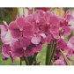 Strateg FA10634 Mozaic cu diamante Orchids, 40x50 cm