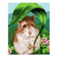 Strateg SS-6421 Pictura pe numere Hamster, 30x40 cm