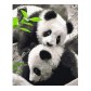 Strateg VA-3630 Pictura pe numere Panda, 40x50 cm